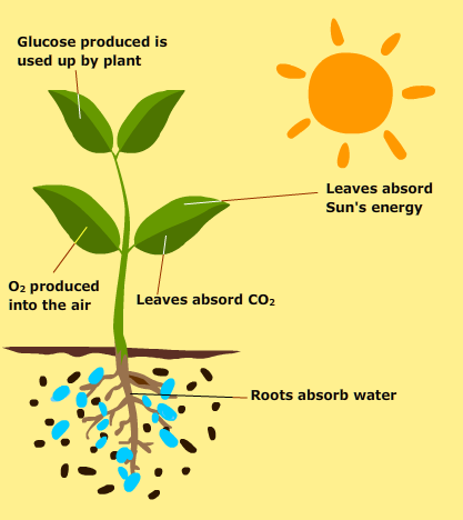 light-and-photosynthesis