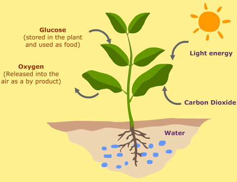 biology TutorRadix Tree Online Tutoring & Training Services cell energy photosynthesis diagram 